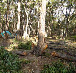 Gum Trees